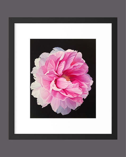 "Rosa Pion" Fine Art Print