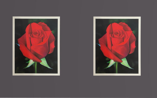 "Röd Ros" Fine Art Print
