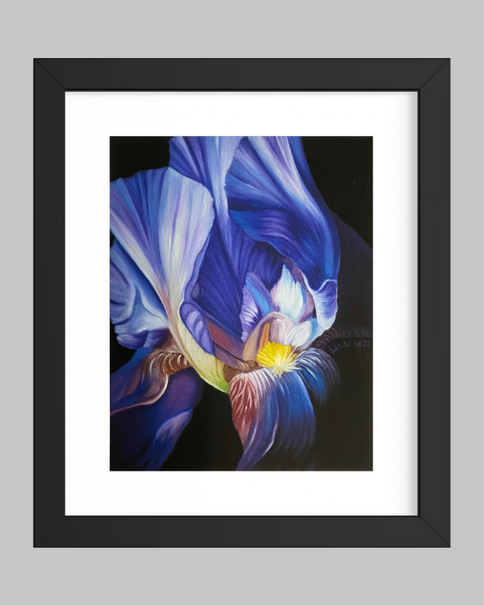 "Blå Iris" Fine Art Print