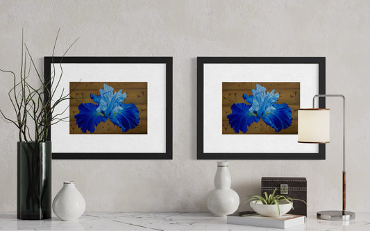 "Blå Iris" Fine Art Print